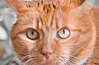 Get lost in cats eyes by Jolanda de Jong-Jansen thumbnail