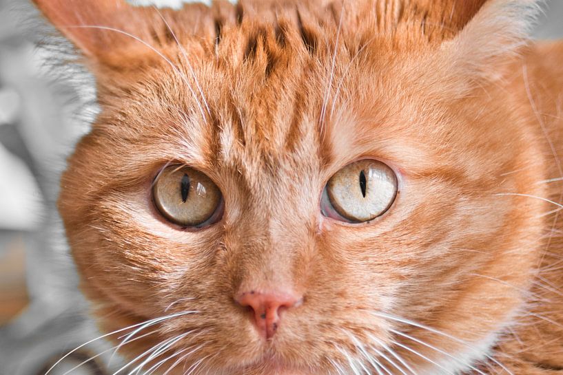 Get lost in cats eyes by Jolanda de Jong-Jansen