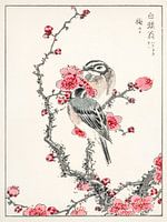 Pine Bunting and Plum Tree illustration by Numata Kashu