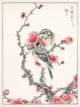 Fichtenammer und Pflaumenbaum Illustration von Numata Kashu von Studio POPPY