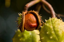 Horse chestnut capsule and conker fruit in autumn. Green, brown, colorful. Macro. by John Quendag