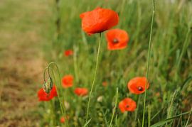 Poppies
