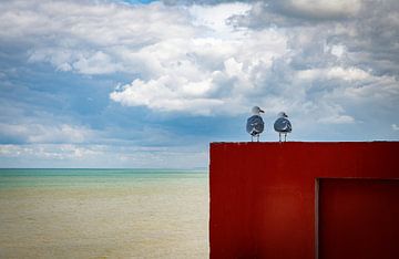 twee duiven die de horizon aan de kust overzien