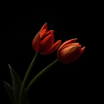 Orange tulips against a dark background