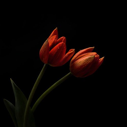 Orangefarbene Tulpen vor einem dunklen Hintergrund