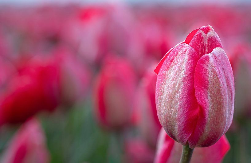 Pink Tulip by Corné Ouwehand