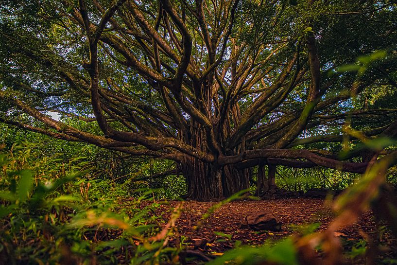 Maui old tree van Truckpowerr