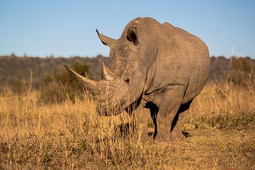 Rhinoceros on the savannah