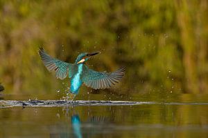 Eisvogel im Flug.