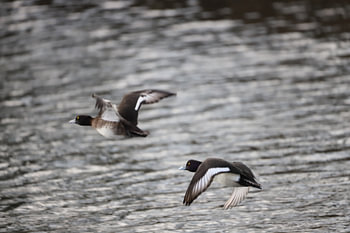 Fliegende Enten