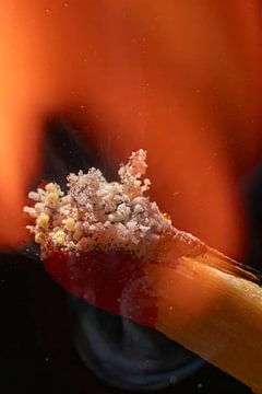 Macro shot of an igniting match. by Humphry Jacobs