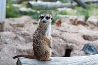 Erdmännchen