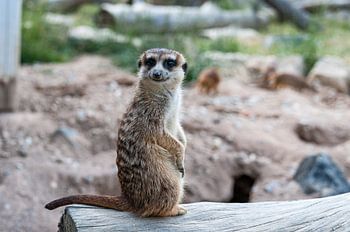 Meerkat