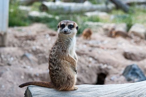 Meerkat