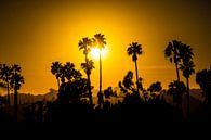 Beverly Hills Palmbomen van Michel van Rossum thumbnail