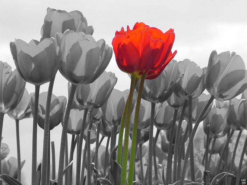tulpen by Karin Keesmaat Kijk-Kunst