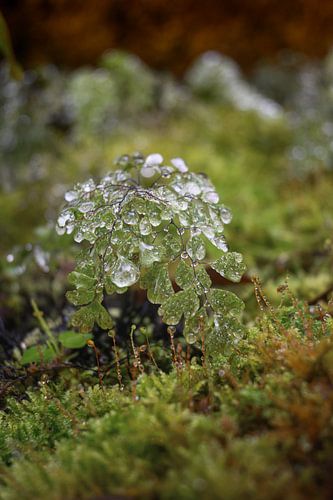 Feuilles de fougère vert vif avec des gouttes de rosée