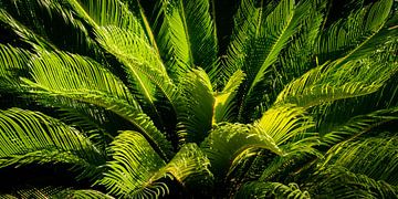 Panorama Groen Bladeren Japanse Palmvaren Cycas revoluta van Dieter Walther