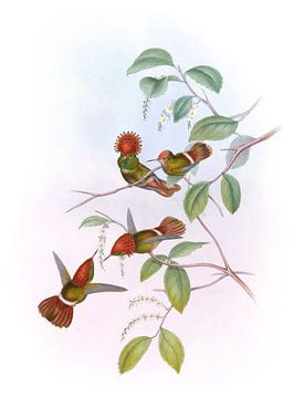 Spangled Coquette, John Gould van Hummingbirds