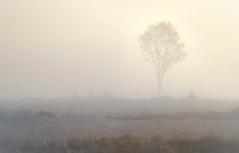Birch tree in the mist on a moorland site by Fotografiecor .nl