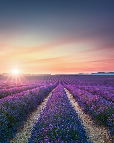 Champs de lavande au coucher du soleil sur le plateau de Valensole, en Provence