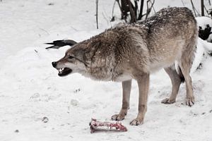 Raubwolf brüllt wütend und fletscht mit den Zähnen. Sie bewacht ein Stück Fleisch vor Feinden, aus A von Michael Semenov