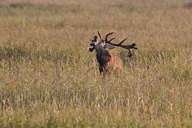 Hirsch bei der Brunft im Nationalpark Vorpommersche Boddenlandschaft von Frank Fichtmüller