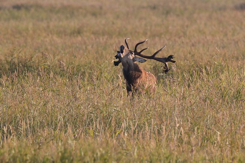Herten tijdens de bronst in het Nationaal Park Vorpommersche Boddenlandschaft van Frank Fichtmüller