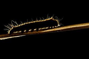 Rups in tegenlicht