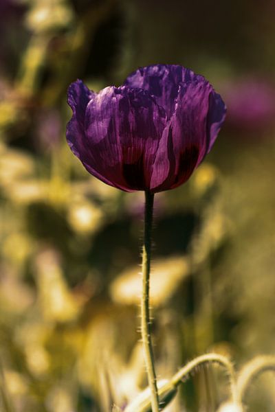 Purpura papaver ad solis occasum by Photoart-Naegele