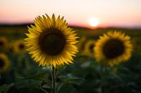 Sunlower at sunset