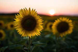 Tournesol au coucher du soleil sur Mark Wijsman