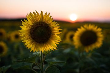 Sunlower at sunset by Mark Wijsman