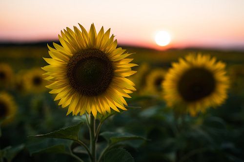 Zonnebloem bij zonsondergang
