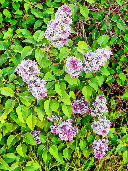 Lilac Natural Patterns by Dorothy Berry-Lound