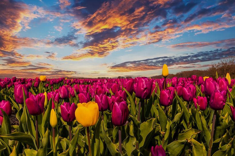 Tulip fields in the Netherlands, the bulb fields by Gert Hilbink
