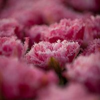 Pink Tulip, square format