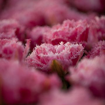 Roze Tulp, vierkant formaat van patricia petrick