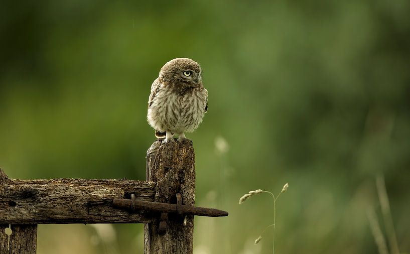 Little Owl by Ronald Kromkamp