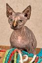 Sphynx kat van Tony Wuite thumbnail