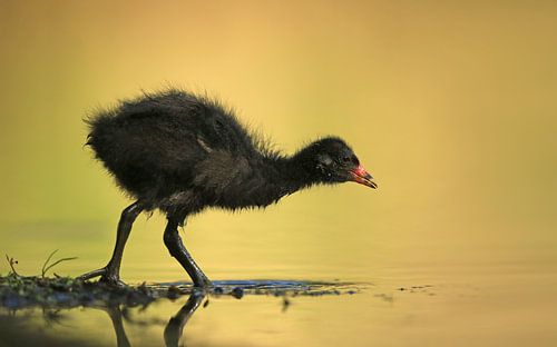 Waterhoentje in gouden licht
