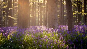 Het magische bos van Edwin Mooijaart