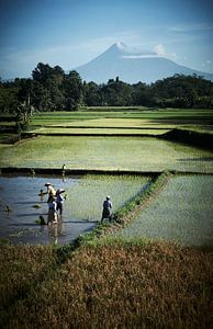 arbeiders in rijstveld Java (gezien bij vtwonen) van Karel Ham