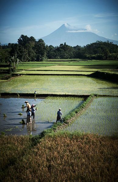Arbeiter im Reisfeld Java von Karel Ham