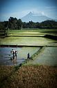 Arbeiter im Reisfeld Java von Karel Ham Miniaturansicht