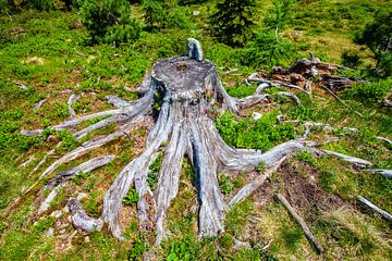 Une racine d'arbre géante sur Christa Kramer