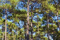 Nadelbäume auf Cap Ferret, Frankreich von Evert Jan Luchies Miniaturansicht