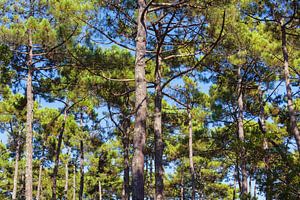 Naaldbomen op Cap Ferret, Frankrijk