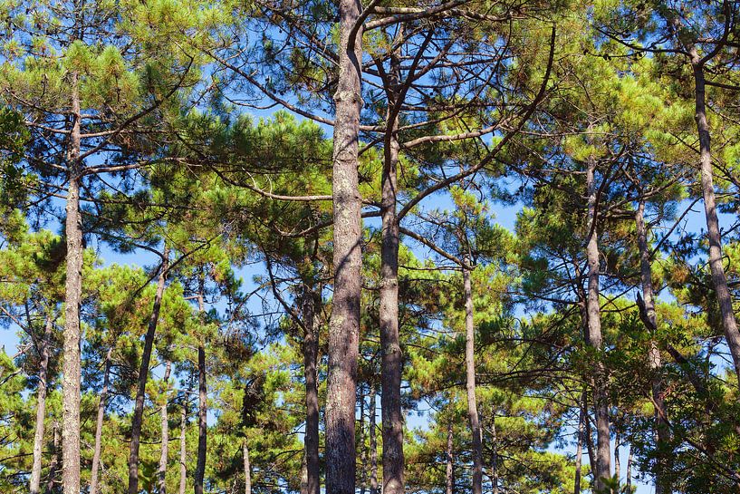 Nadelbäume auf Cap Ferret, Frankreich von Evert Jan Luchies