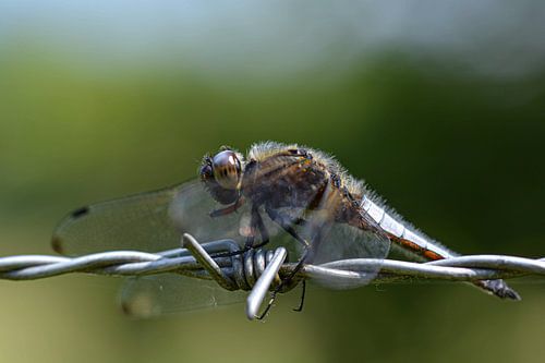 Une situation épineuse